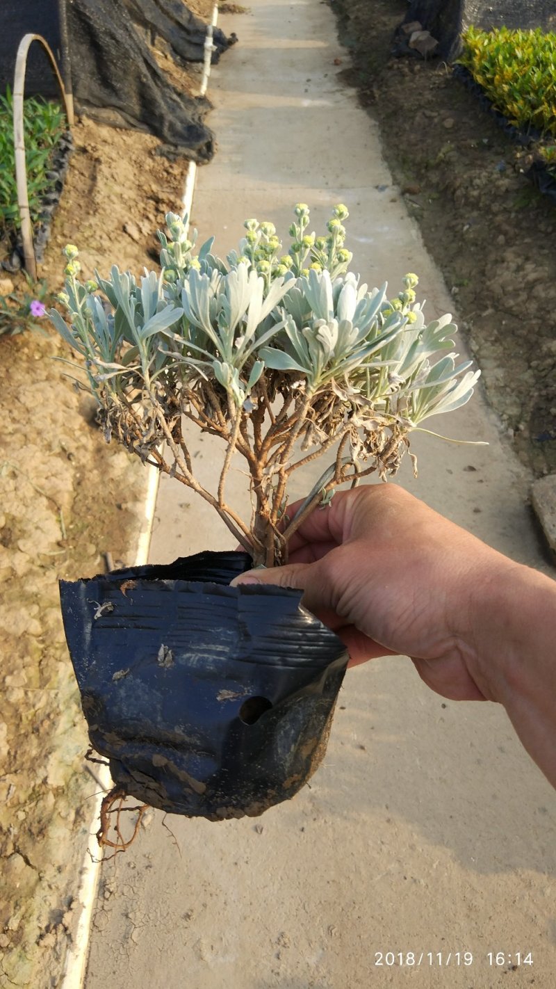 基地直销盆栽芙蓉菊庭园地被观叶观花植物银叶菊