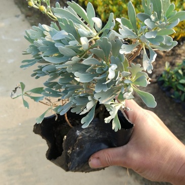 基地直销盆栽芙蓉菊庭园地被观叶观花植物银叶菊