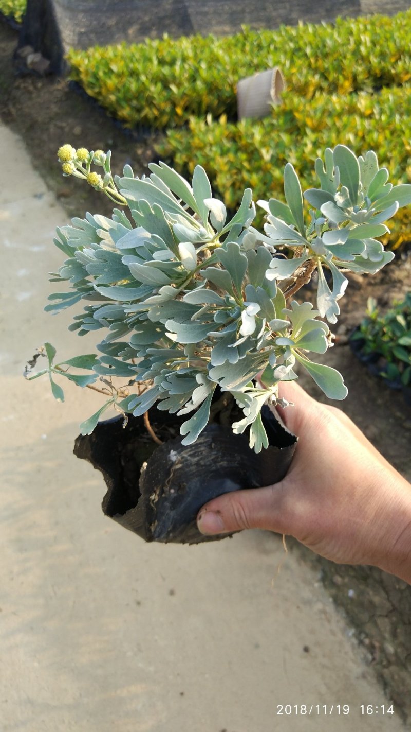 基地直销盆栽芙蓉菊庭园地被观叶观花植物银叶菊