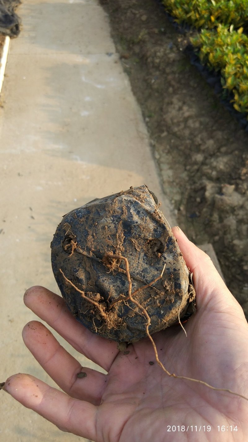 基地直销盆栽芙蓉菊庭园地被观叶观花植物银叶菊