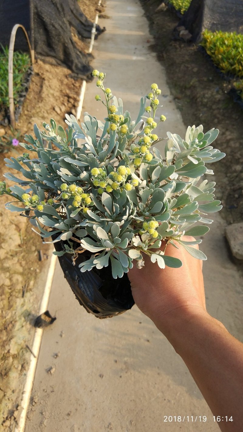 基地直销盆栽芙蓉菊庭园地被观叶观花植物银叶菊
