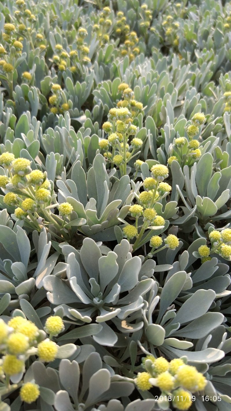 基地直销盆栽芙蓉菊庭园地被观叶观花植物银叶菊
