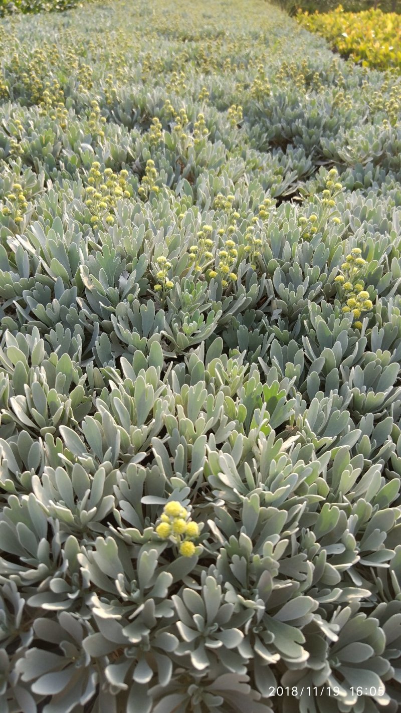 基地直销盆栽芙蓉菊庭园地被观叶观花植物银叶菊