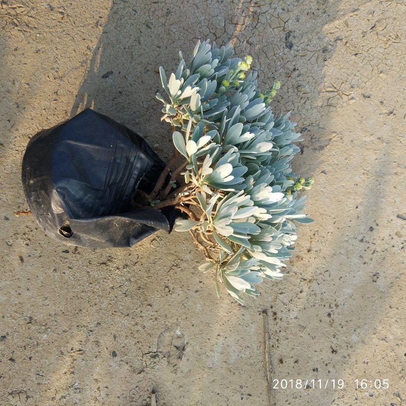 基地直销盆栽芙蓉菊庭园地被观叶观花植物银叶菊