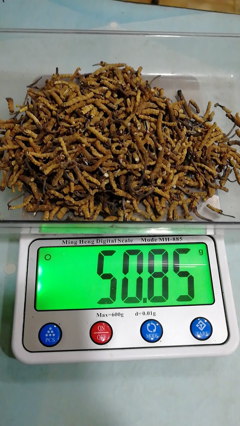 虫草