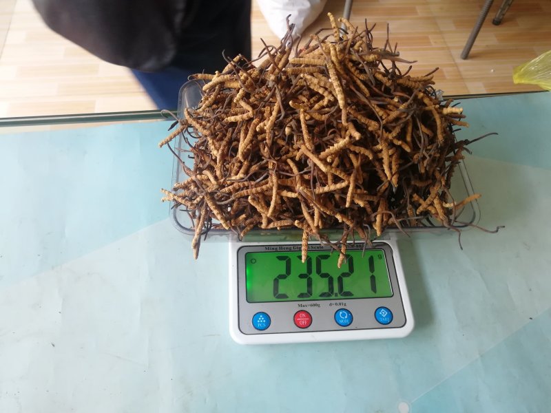 虫草