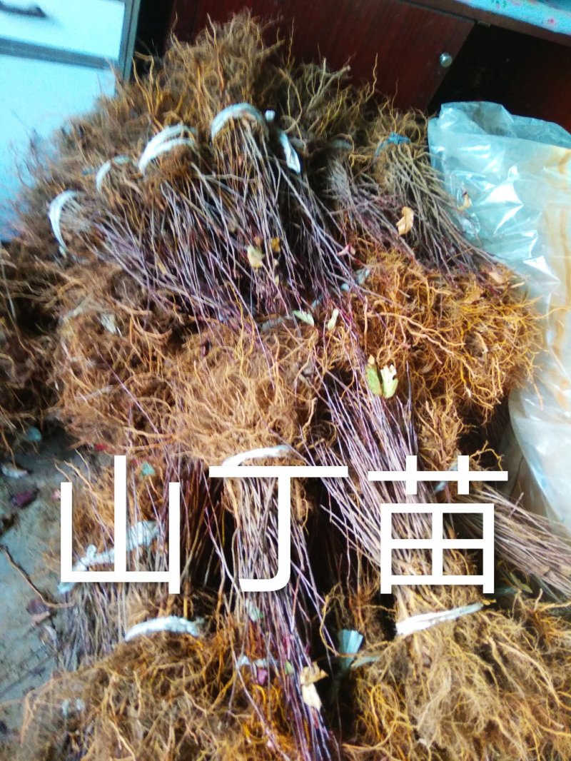 山丁苗，嫁接苹果苗砧木，自产自销，保证成活率，保证质量