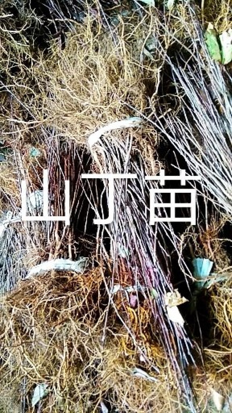山丁苗，嫁接苹果苗砧木，自产自销，保证成活率，保证质量