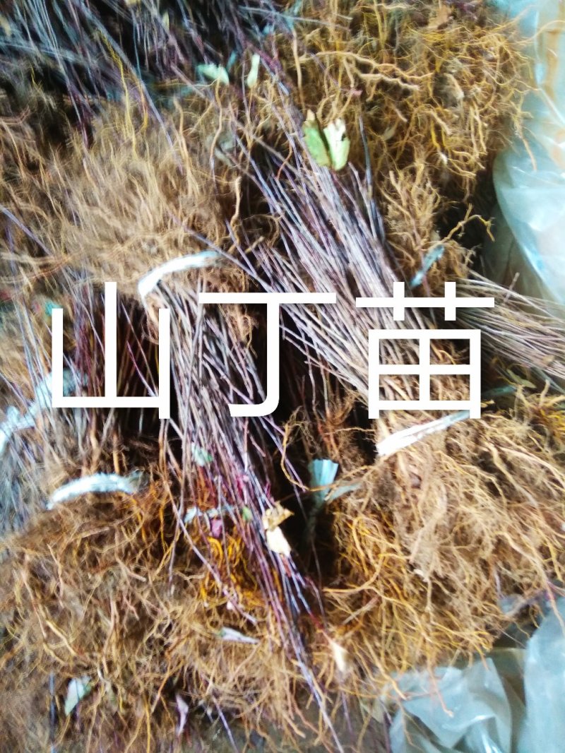 山丁苗，嫁接苹果苗砧木，自产自销，保证成活率，保证质量