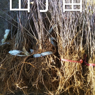 山丁苗，嫁接苹果苗砧木，自产自销，保证成活率，保证质量