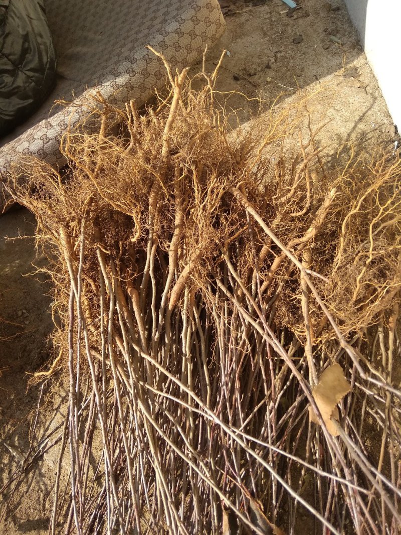山丁苗，嫁接苹果苗砧木，自产自销，保证成活率，保证质量