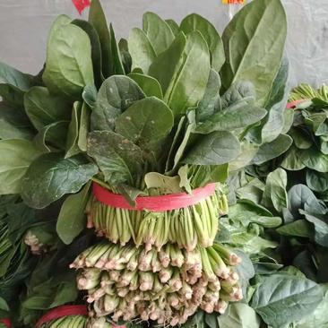 大叶菠菜，越冬大叶菠菜，精品菠菜，高度25-30