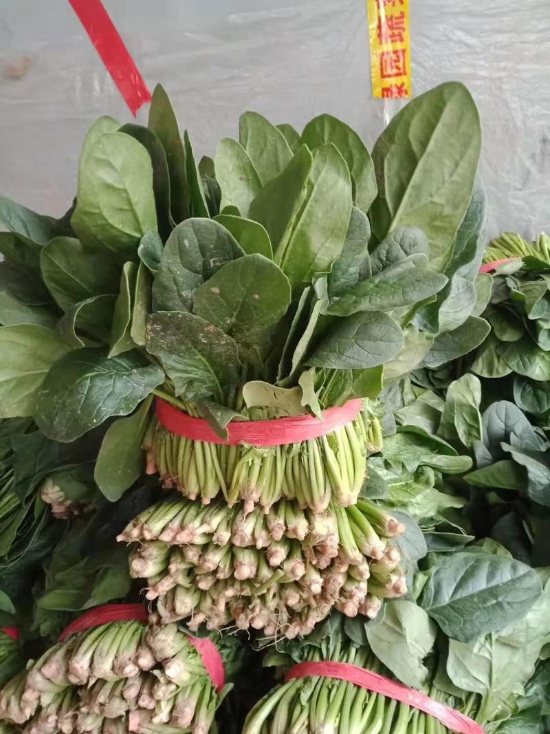 大叶菠菜，越冬大叶菠菜，精品菠菜，高度25-30