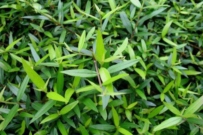 尖叶木犀榄