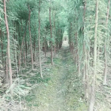 赣南脐橙。砂糖橘。金桔。桂花树。各种绿化树。