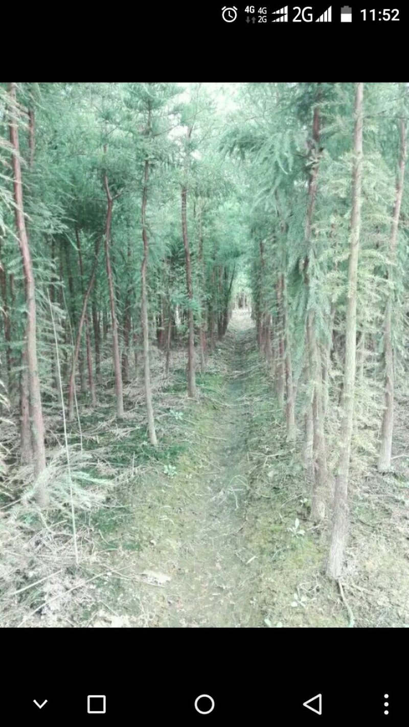 赣南脐橙。砂糖橘。金桔。桂花树。各种绿化树。
