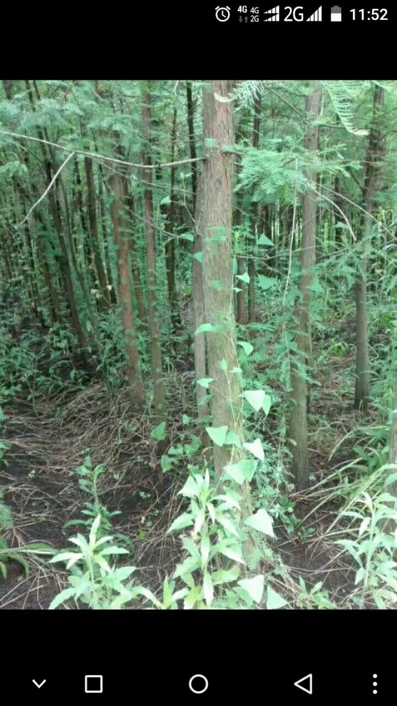 赣南脐橙。砂糖橘。金桔。桂花树。各种绿化树。