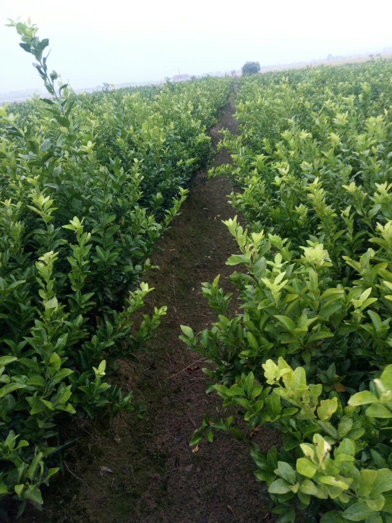 赣南脐橙。砂糖橘。金桔。桂花树。各种绿化树。