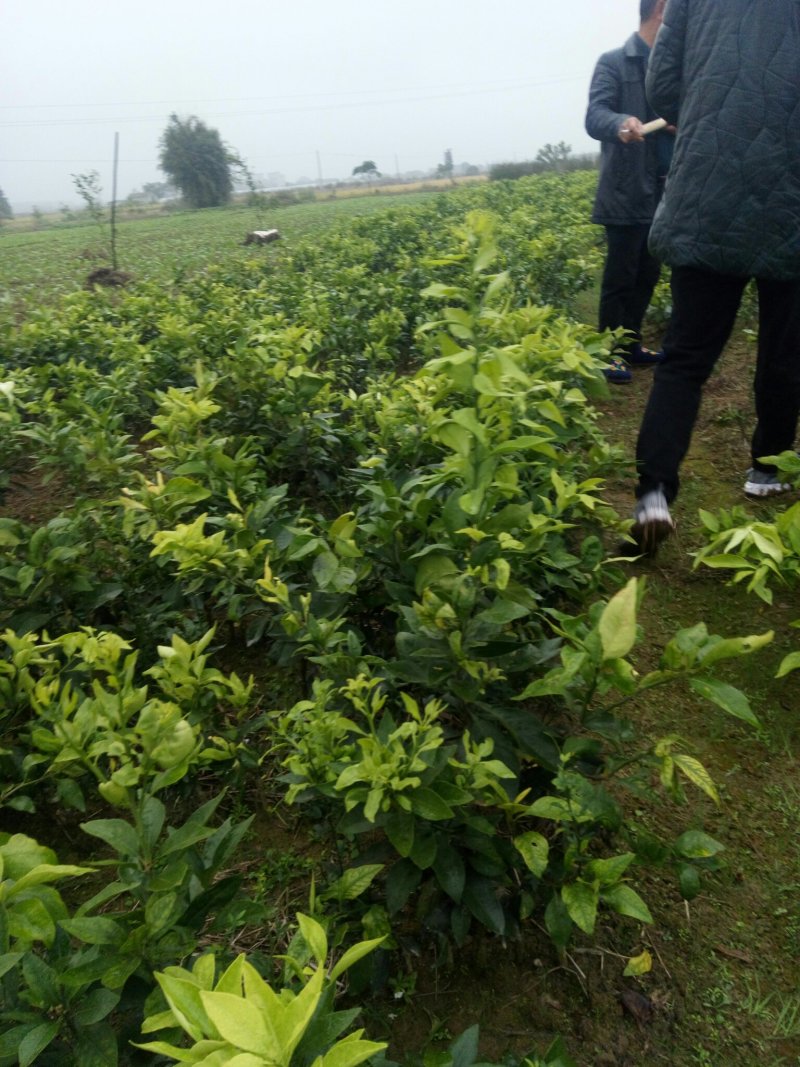 赣南脐橙。砂糖橘。金桔。桂花树。各种绿化树。
