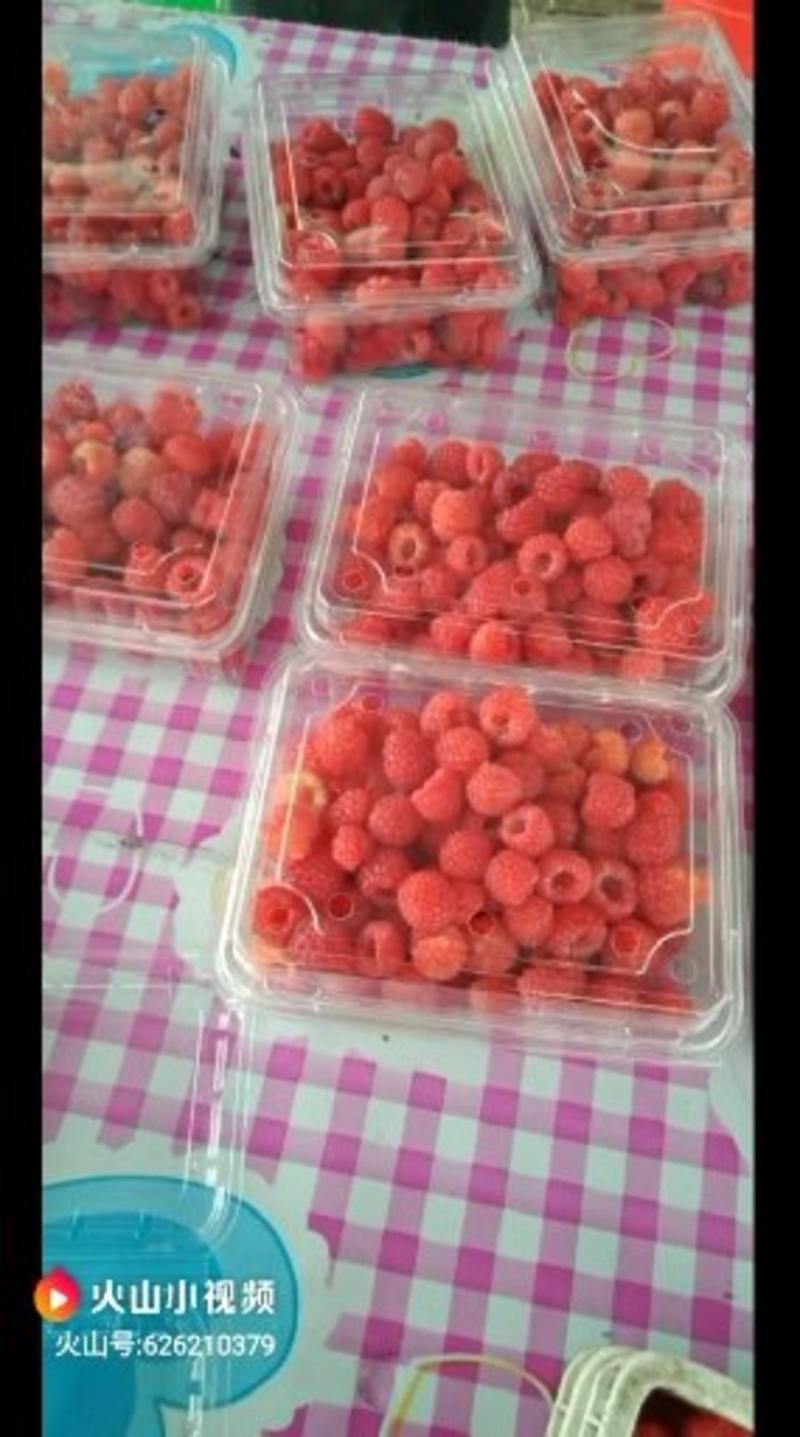 批发零售树莓苗，红树莓苗