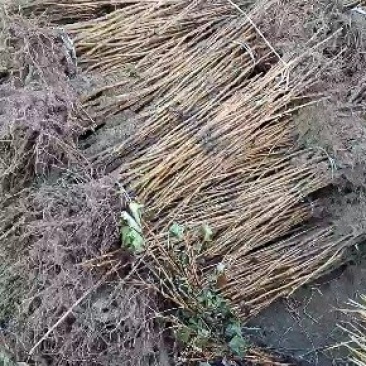 黑加伦树苗，黑醋栗苗，醋栗苗