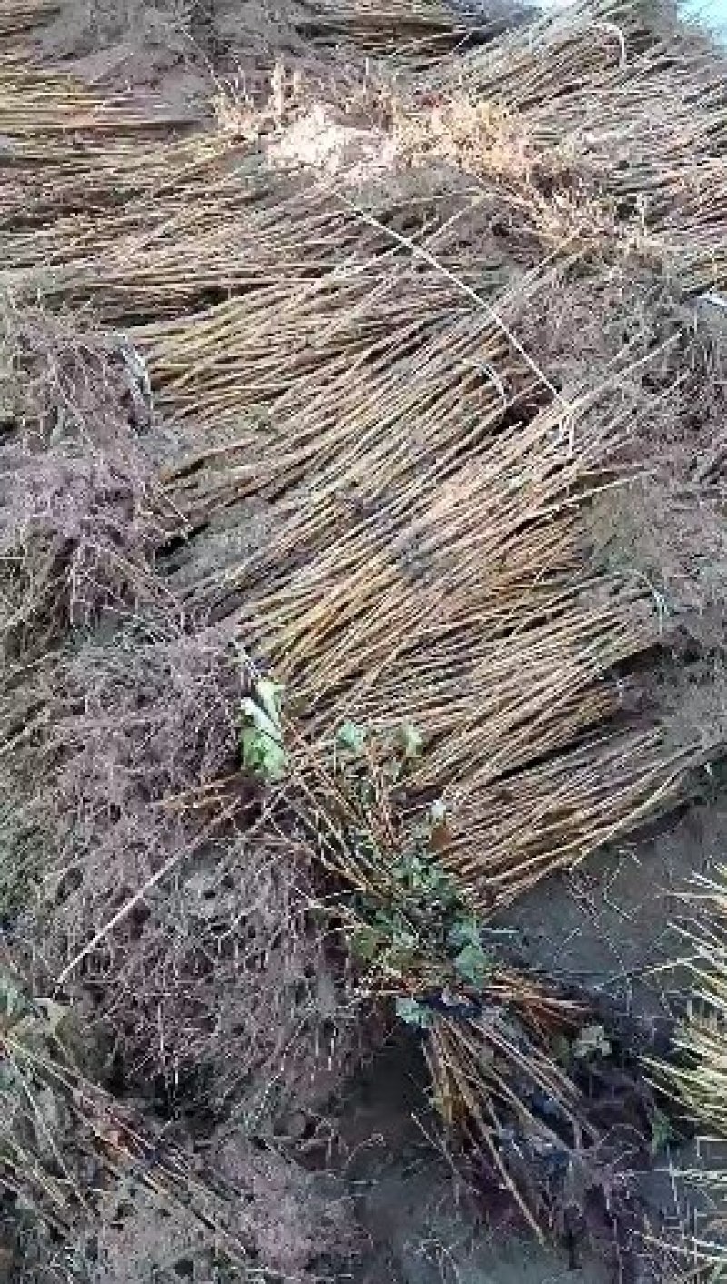 黑加伦树苗，黑醋栗苗，醋栗苗