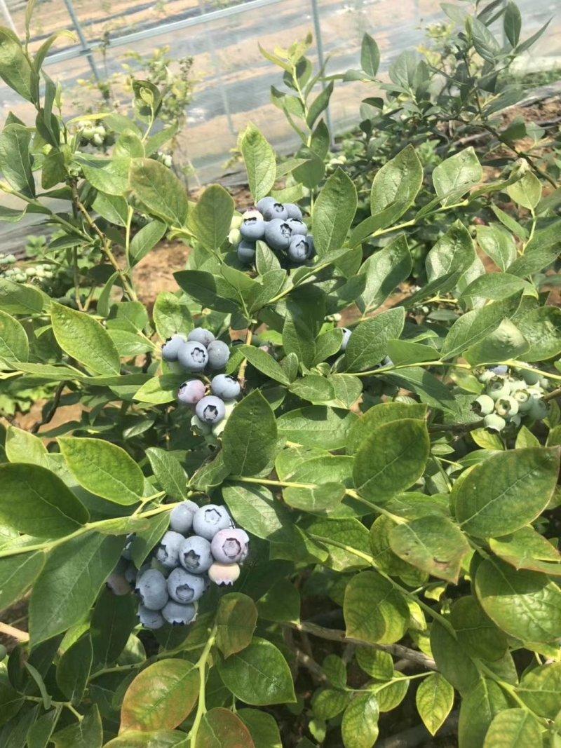 黑加伦树苗，黑醋栗苗，醋栗苗