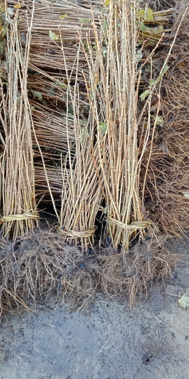 黑加伦树苗，黑醋栗苗，醋栗苗