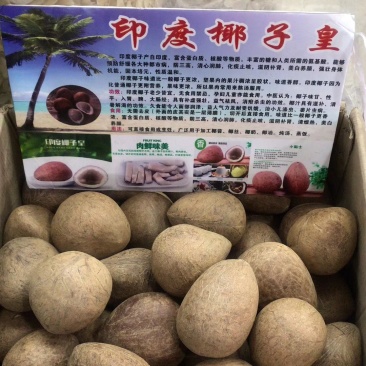 海椰皇，大椰子干椰子味道香浓，可以干吃