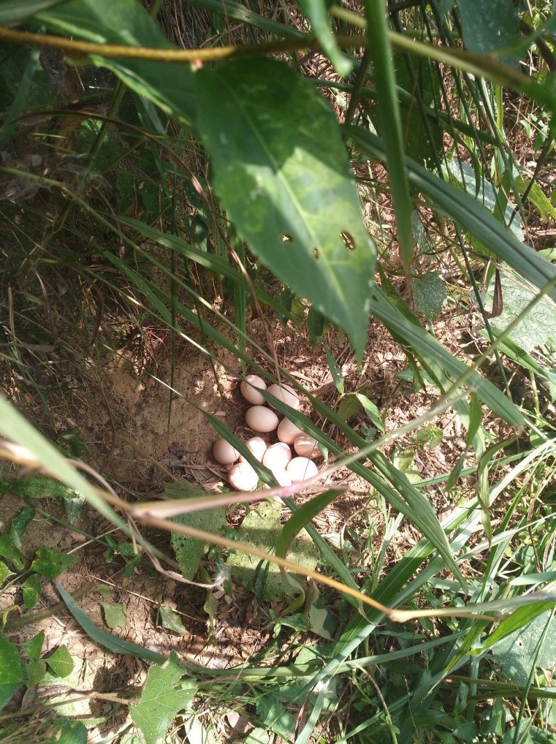 本地土鸡