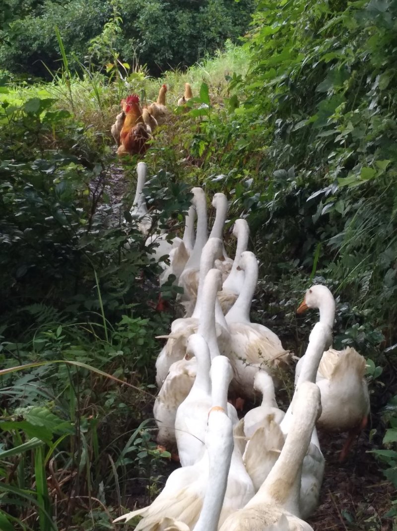 本地土鸡