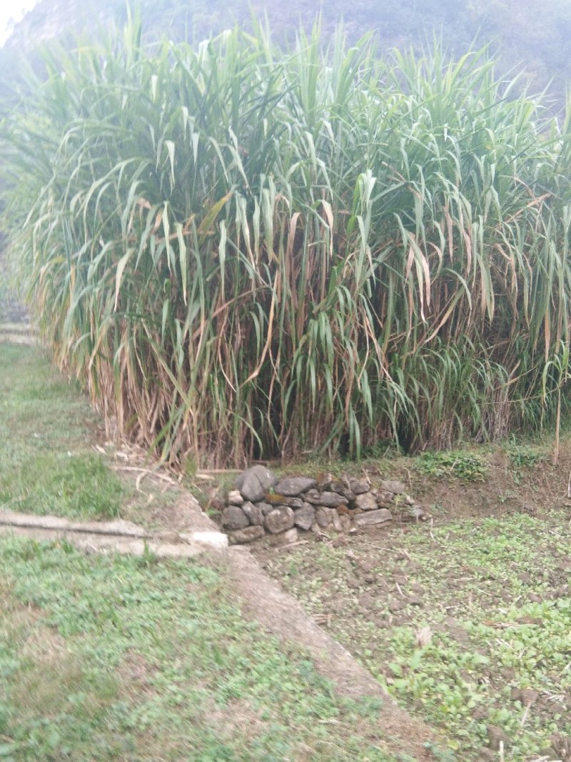 粮竹草