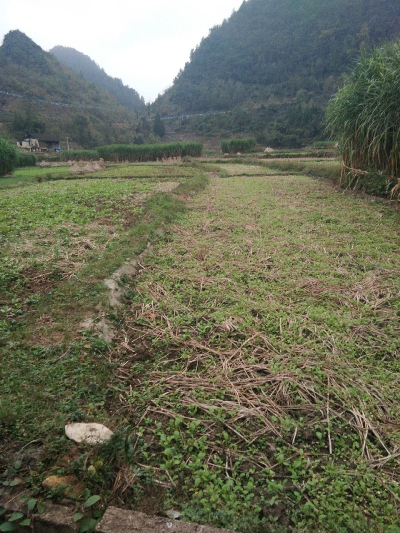 粮竹草