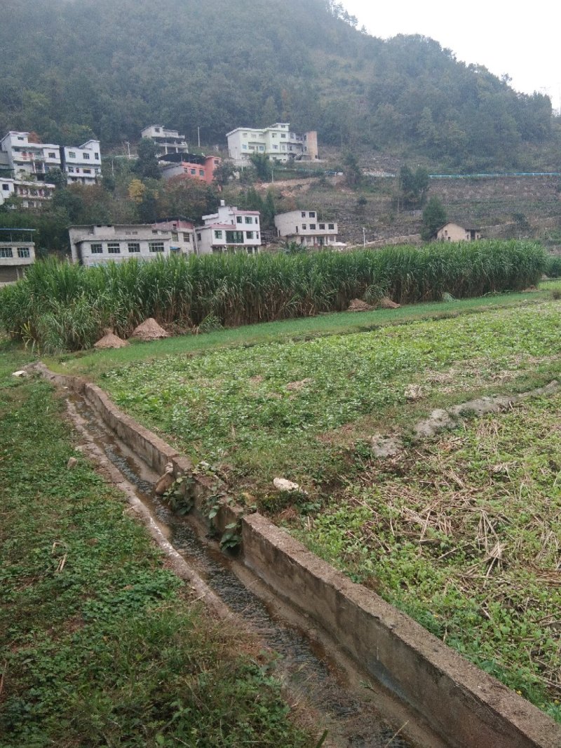 粮竹草