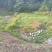 本地土鸡