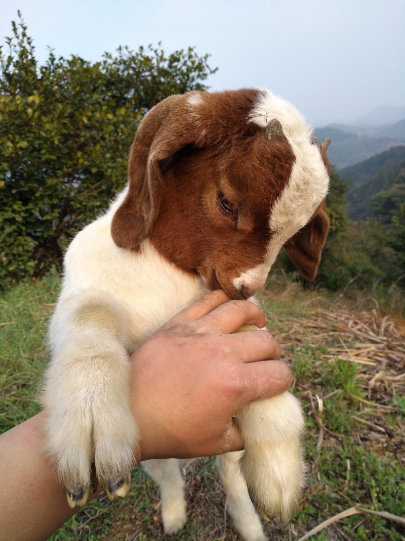 放养山羊