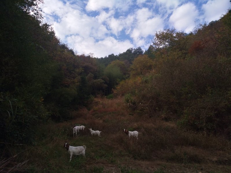 放养山羊