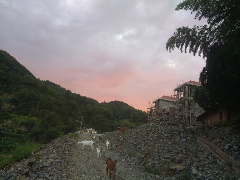 放养山羊