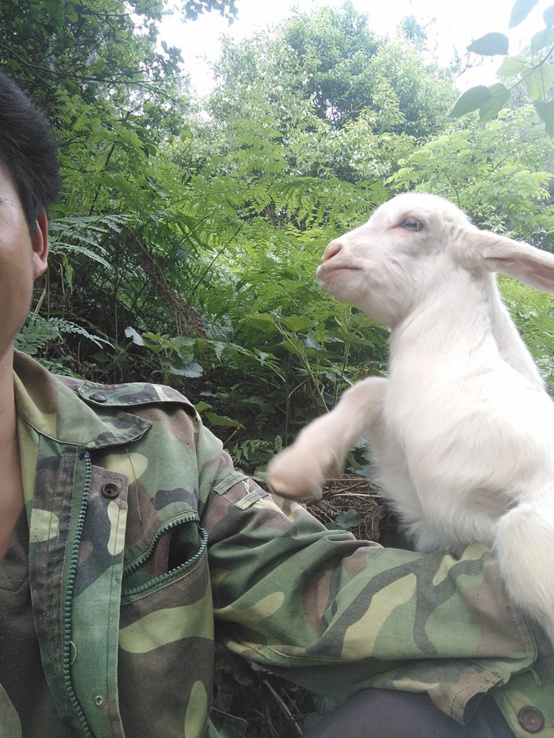 放养山羊