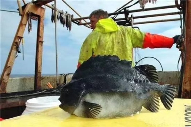 冰岛海参斑