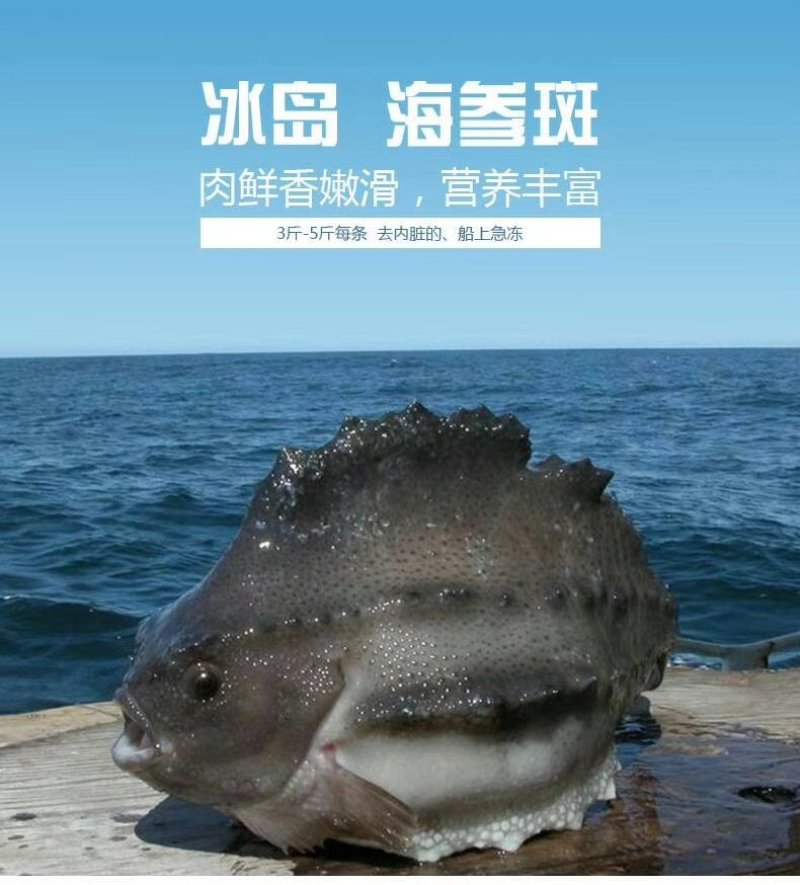 冰岛海参斑