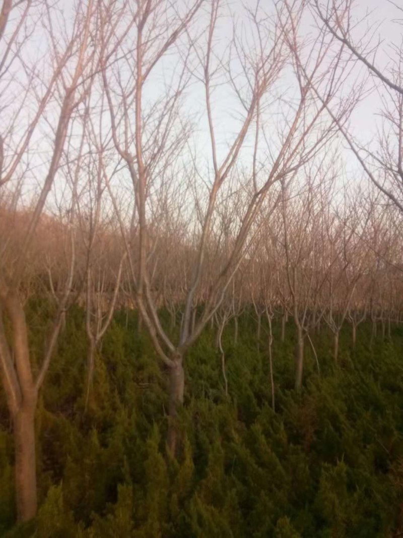 低价供应5-20公分普贤像樱花，树形优美，价格便宜