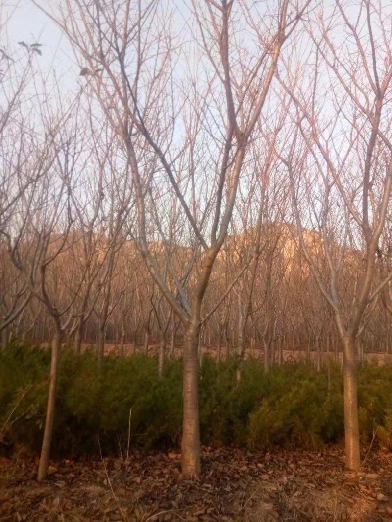 低价供应5-20公分普贤像樱花，树形优美，价格便宜
