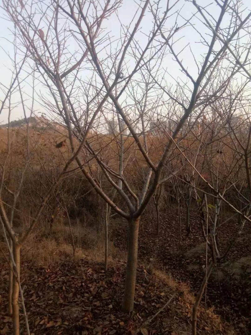 低价供应5-20公分普贤像樱花，树形优美，价格便宜