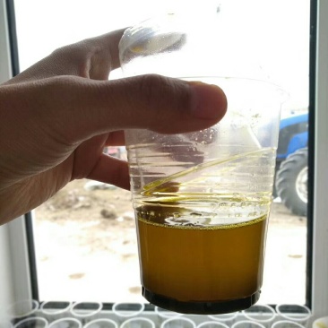 油菜籽