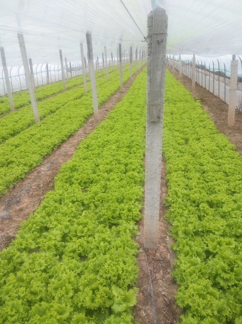 生菜美国大速生，千亩有机蔬菜合作社？？？？？？？