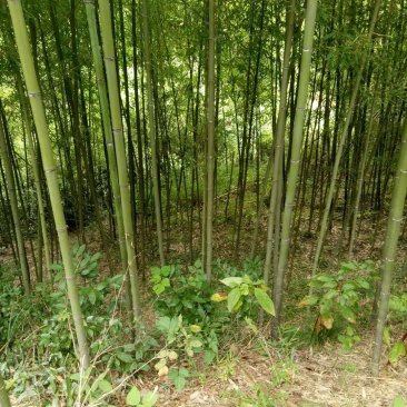 竹子