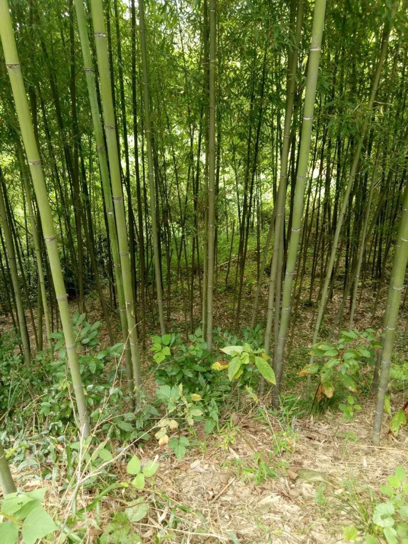 竹子