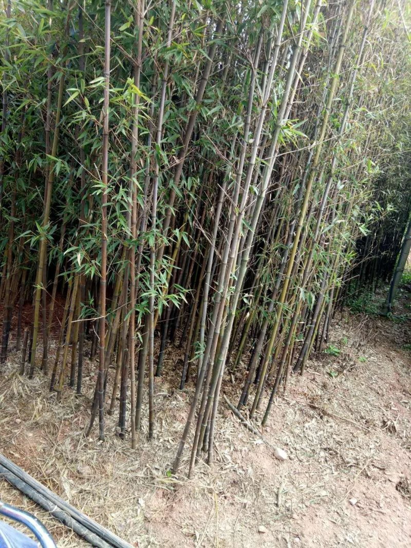 竹子