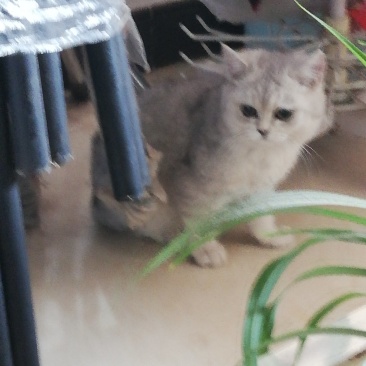 纯种精品银渐层出售